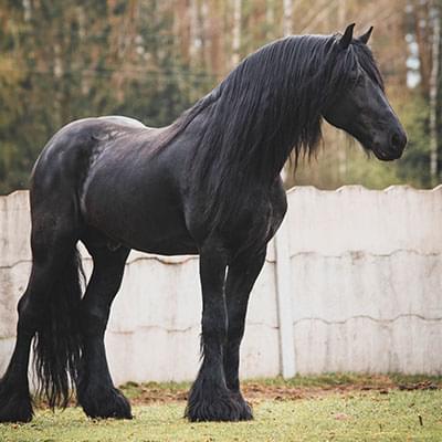 dwa czarne konie poruszające się